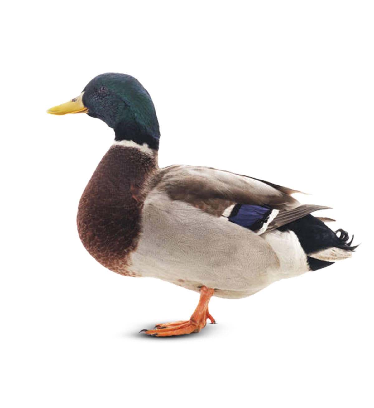 স্বতন্ত্র