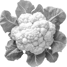 বাংলাদেশ ডেভেলপমেন্ট পার্টি