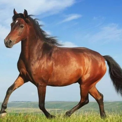 স্বতন্ত্র