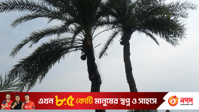 খেজুর গাছ পরিষ্কার করতে উঠে ঝুলছিল গাছি, অতঃপর...