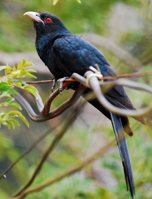 Erkin tushishda jinsiy aloqa