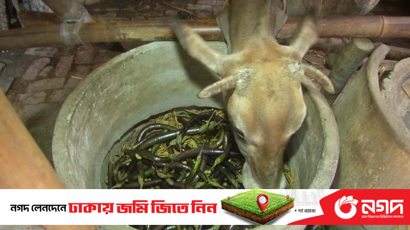 বেগুনের কেজি ১ টাকা, কষ্টে ফলানো সবজি খাচ্ছে গরু (ভিডিও)