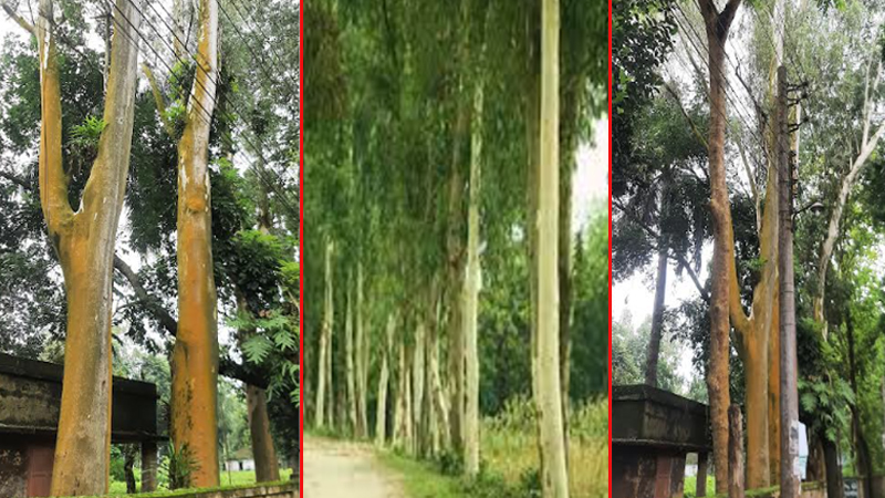 Uni katta mushukchaga yopishtiradi