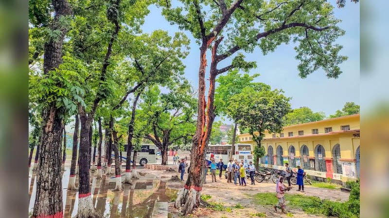 বজ্রাঘাতে দ্বিখণ্ডিত মেহগনি গাছ, পাবনা সরকারি এডওয়ার্ড কলেজ।। ছবি: চ্যানেল 24